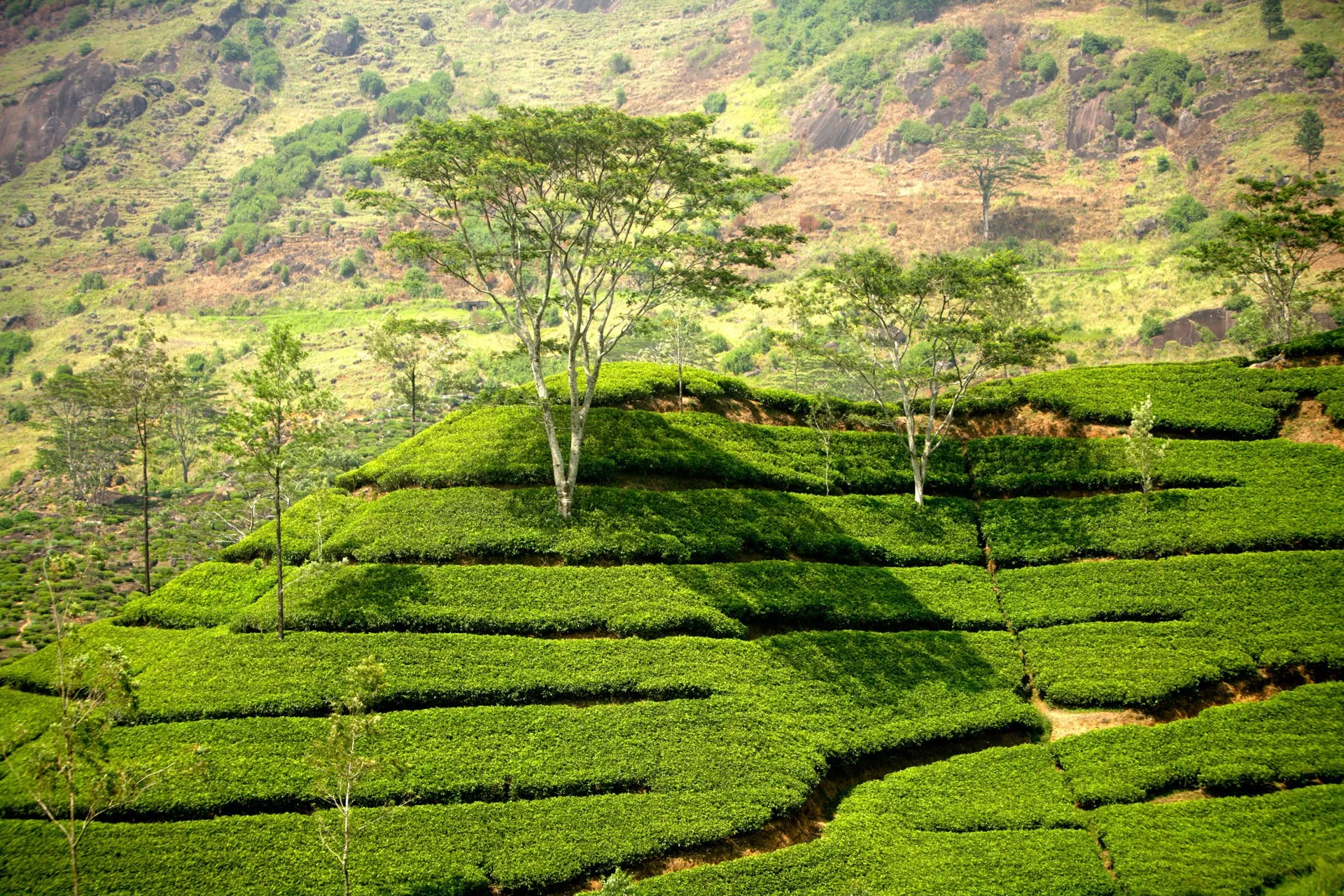 tea-picking-watawala-hatton-central-province-sri-lanka-conde-nast-traveller-16jan15-alamy_